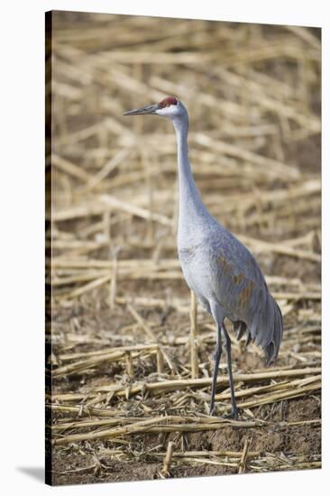 Sandhill Crane-DLILLC-Stretched Canvas