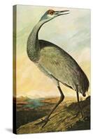 Sandhill Crane-John James Audubon-Stretched Canvas