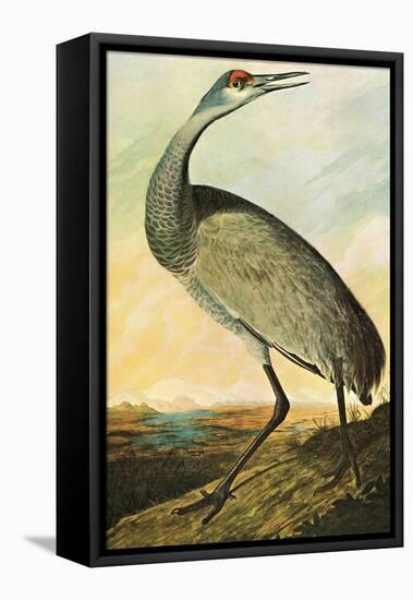Sandhill Crane-John James Audubon-Framed Stretched Canvas