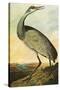 Sandhill Crane-John James Audubon-Stretched Canvas