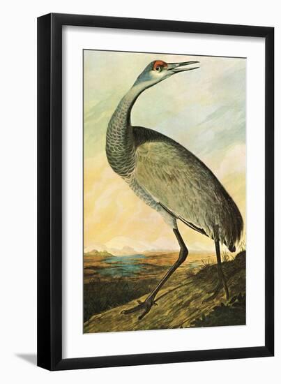 Sandhill Crane-John James Audubon-Framed Art Print