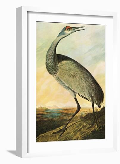 Sandhill Crane-John James Audubon-Framed Art Print