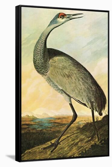 Sandhill Crane-John James Audubon-Framed Stretched Canvas