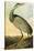 Sandhill Crane-John James Audubon-Stretched Canvas