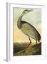 Sandhill Crane-John James Audubon-Framed Art Print