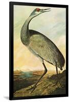 Sandhill Crane-John James Audubon-Framed Art Print