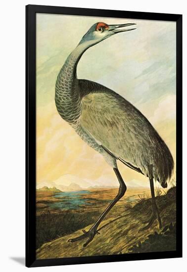 Sandhill Crane-John James Audubon-Framed Art Print