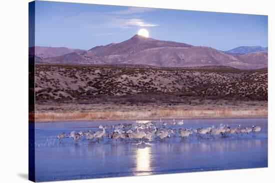 Sandhill Cranes and Full Moon, Bosque Del Apache, New Mexico-Paul Souders-Stretched Canvas