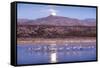 Sandhill Cranes and Full Moon, Bosque Del Apache, New Mexico-Paul Souders-Framed Stretched Canvas