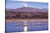 Sandhill Cranes and Full Moon, Bosque Del Apache, New Mexico-Paul Souders-Stretched Canvas