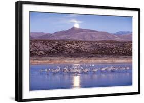 Sandhill Cranes and Full Moon, Bosque Del Apache, New Mexico-Paul Souders-Framed Photographic Print