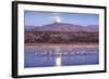 Sandhill Cranes and Full Moon, Bosque Del Apache, New Mexico-Paul Souders-Framed Photographic Print