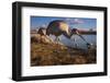 Sandhill Cranes and Mallard Ducks, British Columbia, Canada-Art Wolfe-Framed Photographic Print