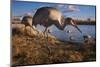 Sandhill Cranes and Mallard Ducks, British Columbia, Canada-Art Wolfe-Mounted Photographic Print