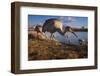 Sandhill cranes and mallard ducks, George C. Reifel Migratory Bird Sanctuary, British Columbia-Art Wolfe-Framed Photographic Print