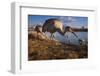 Sandhill cranes and mallard ducks, George C. Reifel Migratory Bird Sanctuary, British Columbia-Art Wolfe-Framed Photographic Print