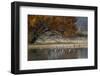 Sandhill cranes and reflection. Bosque del Apache National Wildlife Refuge, New Mexico-Adam Jones-Framed Photographic Print