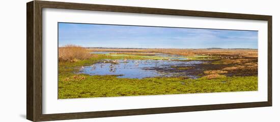 Sandhill Cranes (Antigone canadensis) in Paynes Prairie Preserve State Park, Gainesville, Florid...-null-Framed Photographic Print