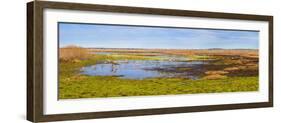 Sandhill Cranes (Antigone canadensis) in Paynes Prairie Preserve State Park, Gainesville, Florid...-null-Framed Photographic Print