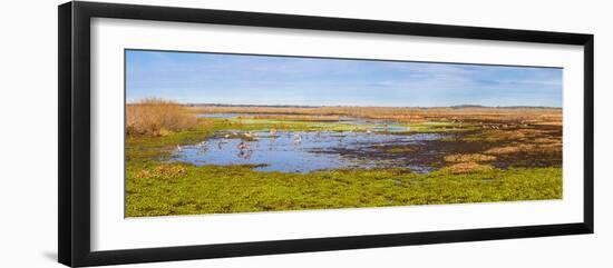 Sandhill Cranes (Antigone canadensis) in Paynes Prairie Preserve State Park, Gainesville, Florid...-null-Framed Photographic Print