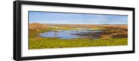 Sandhill Cranes (Antigone canadensis) in Paynes Prairie Preserve State Park, Gainesville, Florid...-null-Framed Photographic Print