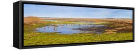 Sandhill Cranes (Antigone canadensis) in Paynes Prairie Preserve State Park, Gainesville, Florid...-null-Framed Stretched Canvas