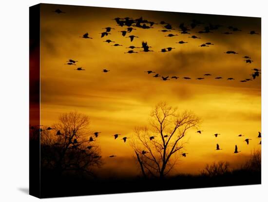 Sandhill Cranes are Silhouetted against a Fiery Sunset-null-Stretched Canvas