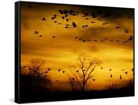 Sandhill Cranes are Silhouetted against a Fiery Sunset-null-Framed Stretched Canvas