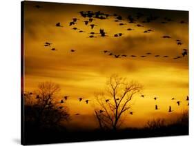 Sandhill Cranes are Silhouetted against a Fiery Sunset-null-Stretched Canvas