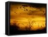 Sandhill Cranes are Silhouetted against a Fiery Sunset-null-Framed Stretched Canvas