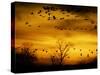 Sandhill Cranes are Silhouetted against a Fiery Sunset-null-Stretched Canvas