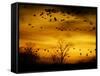 Sandhill Cranes are Silhouetted against a Fiery Sunset-null-Framed Stretched Canvas