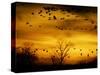 Sandhill Cranes are Silhouetted against a Fiery Sunset-null-Stretched Canvas