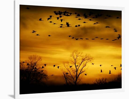 Sandhill Cranes are Silhouetted against a Fiery Sunset-null-Framed Photographic Print