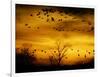 Sandhill Cranes are Silhouetted against a Fiery Sunset-null-Framed Photographic Print