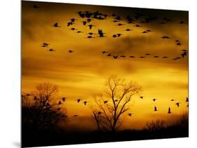 Sandhill Cranes are Silhouetted against a Fiery Sunset-null-Mounted Photographic Print