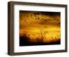 Sandhill Cranes are Silhouetted against a Fiery Sunset-null-Framed Photographic Print