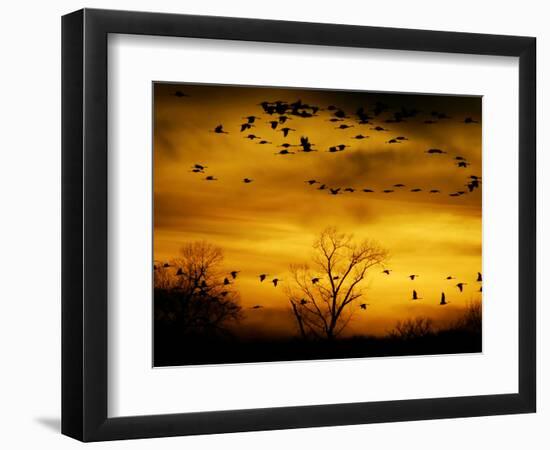 Sandhill Cranes are Silhouetted against a Fiery Sunset-null-Framed Photographic Print