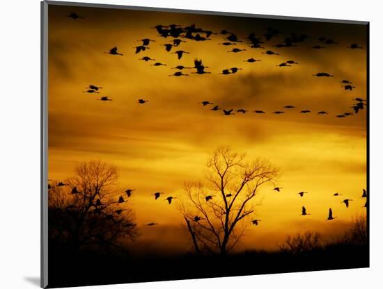 Sandhill Cranes are Silhouetted against a Fiery Sunset-null-Mounted Photographic Print