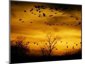 Sandhill Cranes are Silhouetted against a Fiery Sunset-null-Mounted Photographic Print