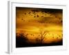 Sandhill Cranes are Silhouetted against a Fiery Sunset-null-Framed Photographic Print