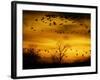 Sandhill Cranes are Silhouetted against a Fiery Sunset-null-Framed Photographic Print