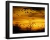 Sandhill Cranes are Silhouetted against a Fiery Sunset-null-Framed Photographic Print