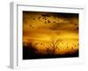 Sandhill Cranes are Silhouetted against a Fiery Sunset-null-Framed Photographic Print