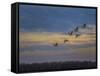 Sandhill Cranes At Sunrise-Galloimages Online-Framed Stretched Canvas