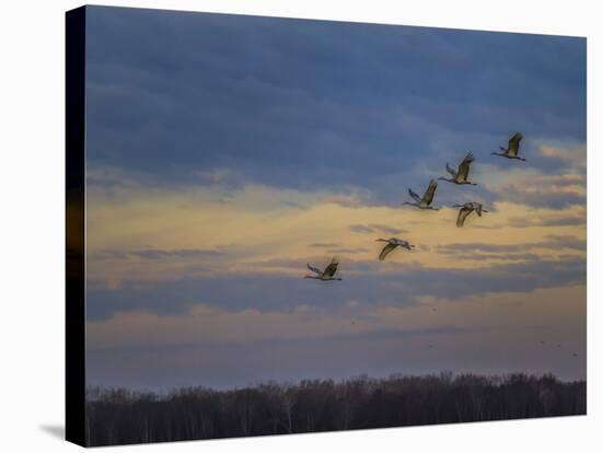 Sandhill Cranes At Sunrise-Galloimages Online-Stretched Canvas