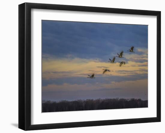 Sandhill Cranes At Sunrise-Galloimages Online-Framed Photographic Print