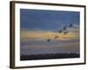 Sandhill Cranes At Sunrise-Galloimages Online-Framed Photographic Print