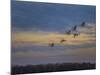 Sandhill Cranes At Sunrise-Galloimages Online-Mounted Photographic Print