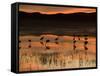 Sandhill Cranes at Sunset-null-Framed Stretched Canvas